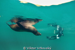 Sleeping Sea Lion and his Fan (Concha Perla, Isla Isabela... by Viktor Vrbovský 